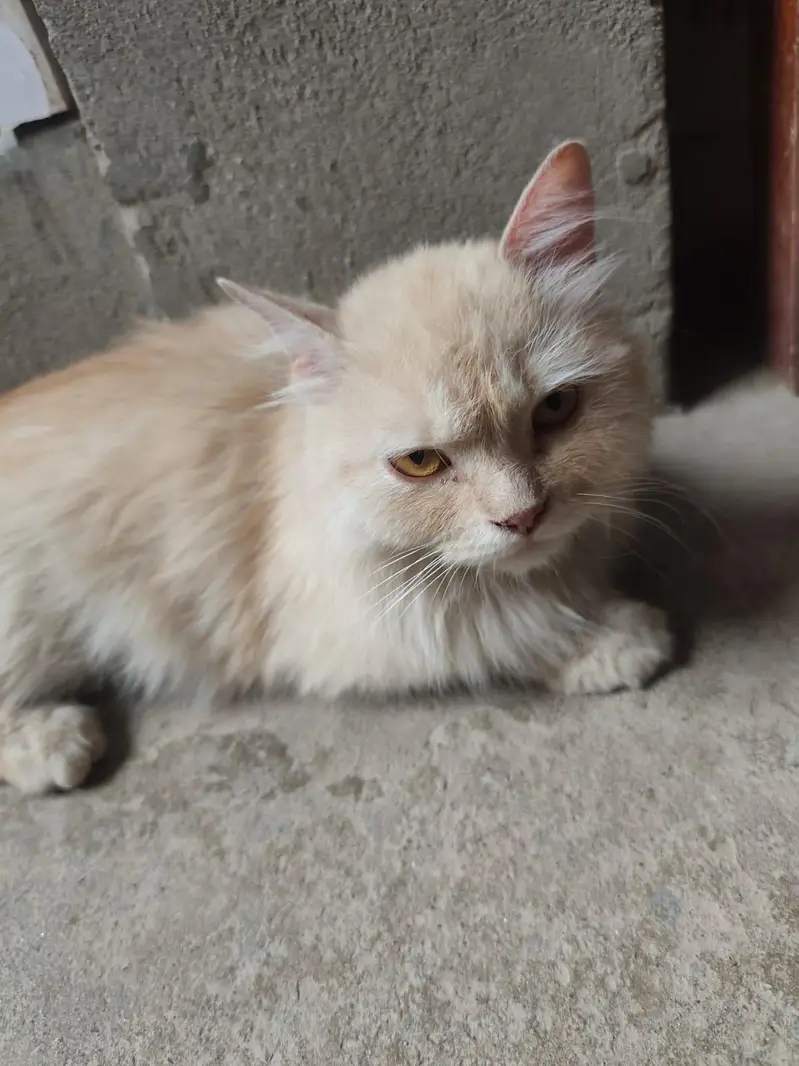 Persian Female Cat Triple Coated Sale And Exchange — photo 5