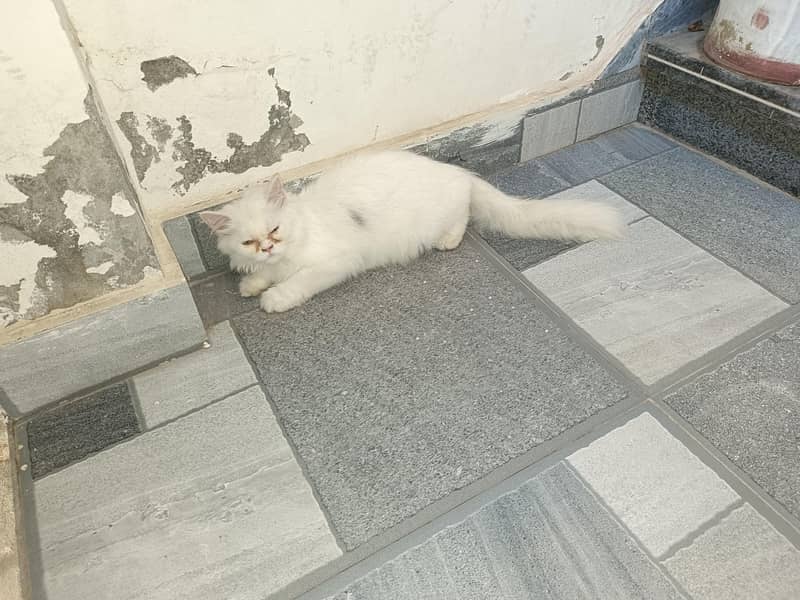 kitten 0