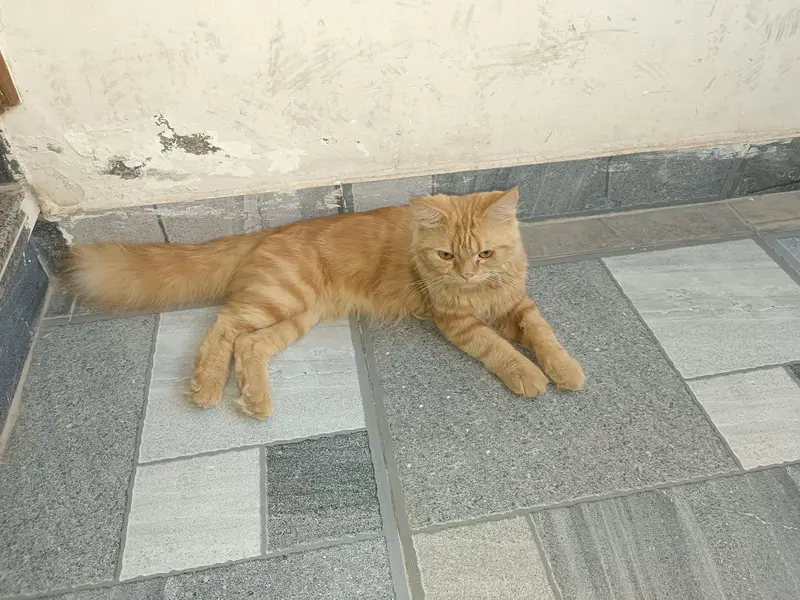 healthy kitten age 4 mnth — photo 3