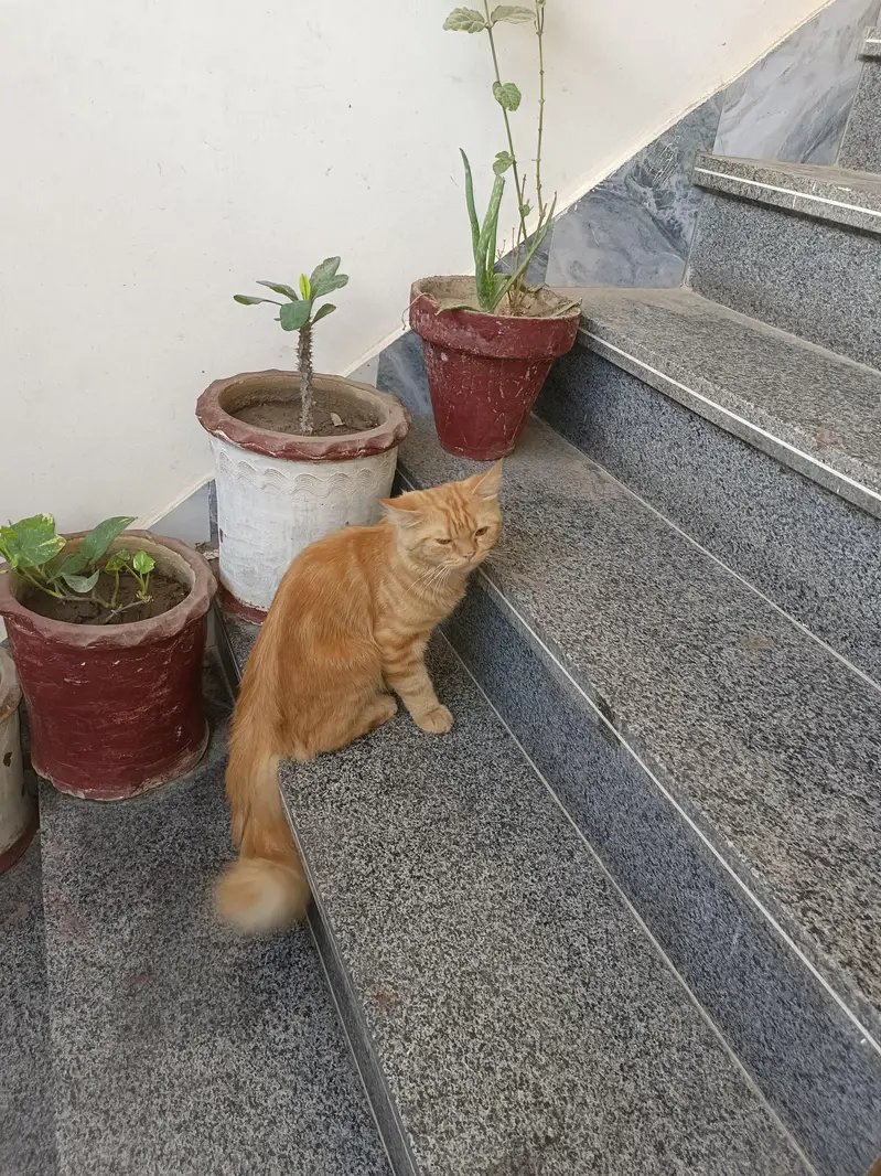 healthy kitten age 4 mnth — photo 4