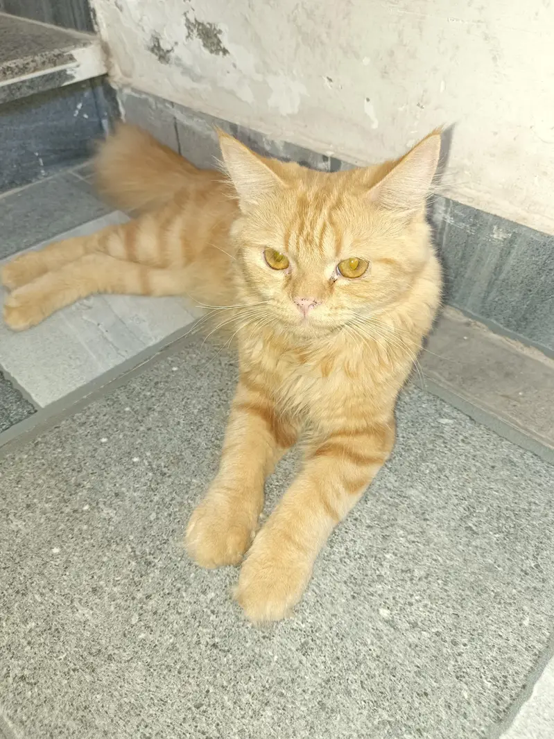 healthy kitten age 4 mnth — photo 5