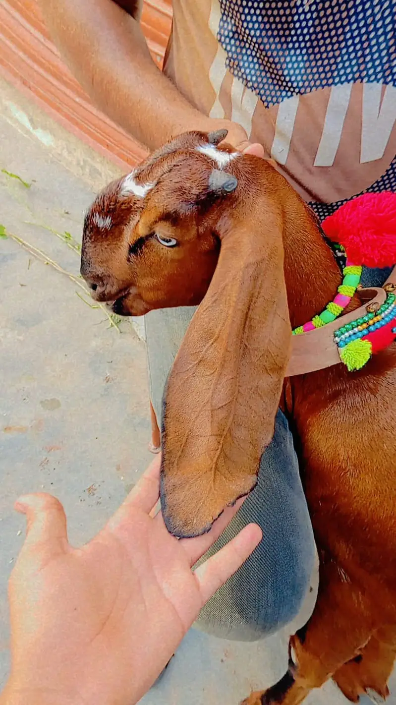 Nagri betal 2 path age 4 month top qulity 03012740806 — photo 2