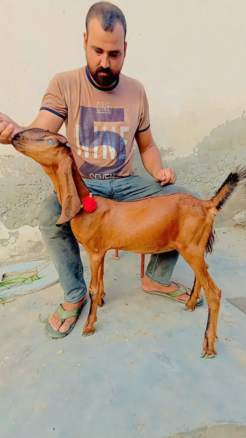 Nagri betal 2 path age 4 month top qulity 03012740806 — photo 5