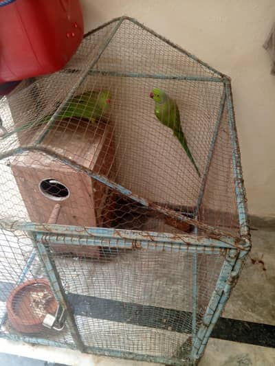 ringneck