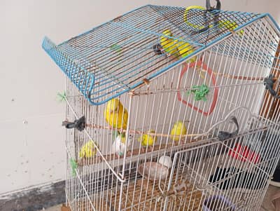 Parrots
