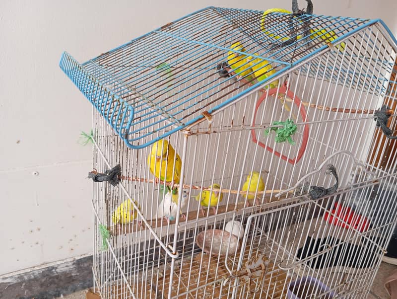Parrots 0