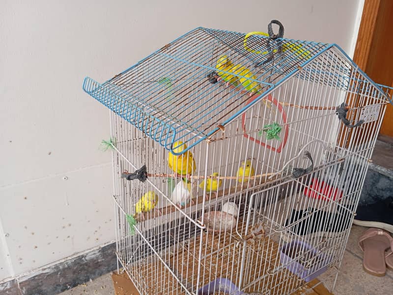 Parrots 1