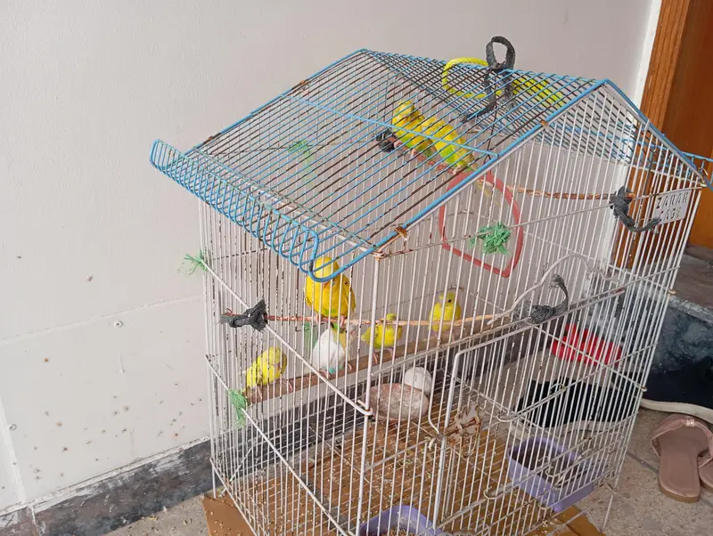 Parrots — photo 2
