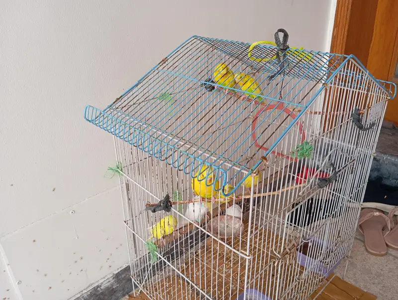 Parrots — photo 3