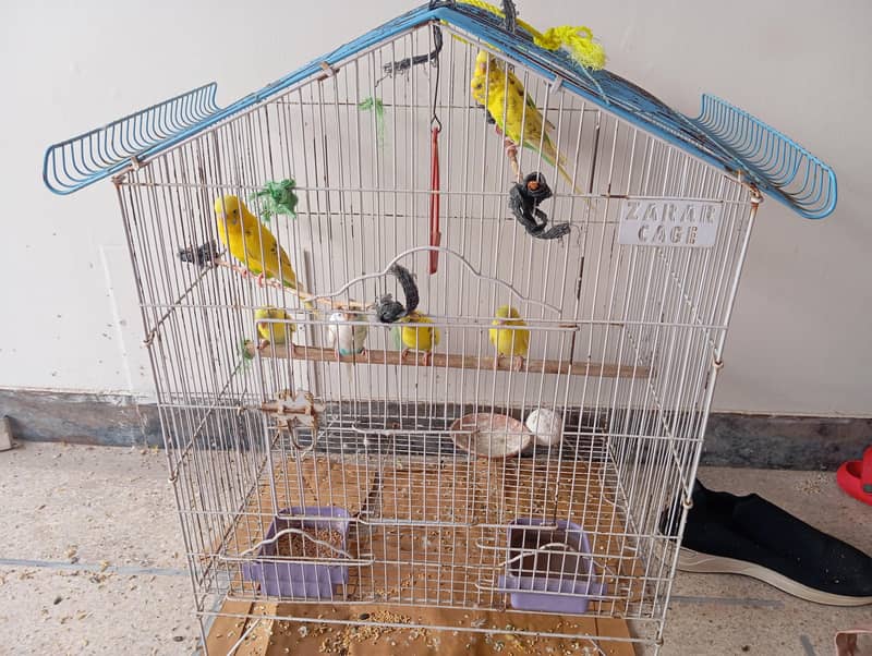 Parrots 3