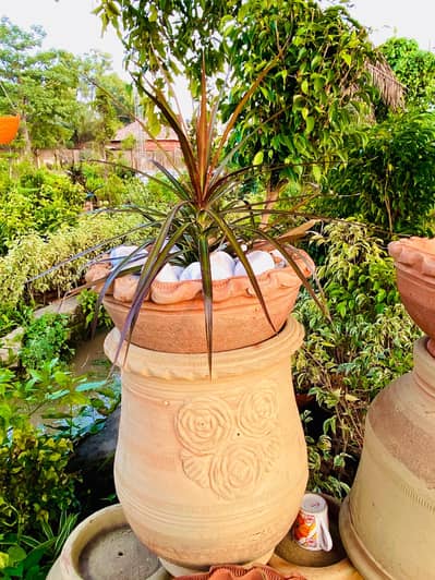Beautiful Dracaena Plant with Designer Clay pot & stand
