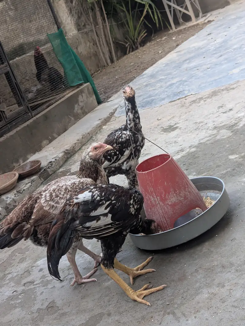pure mianwali Aseel pathai — photo 3