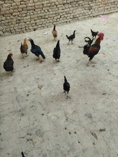 4 aseel murgiya 3 golden messri 1 murga 15 assel bachy for sale