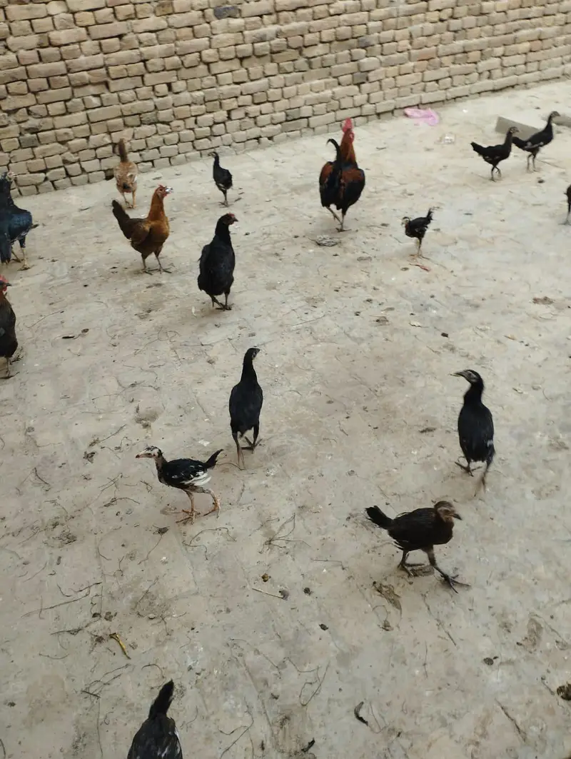 4 aseel murgiya 3 golden messri 1 murga 15 assel bachy for sale — photo 2
