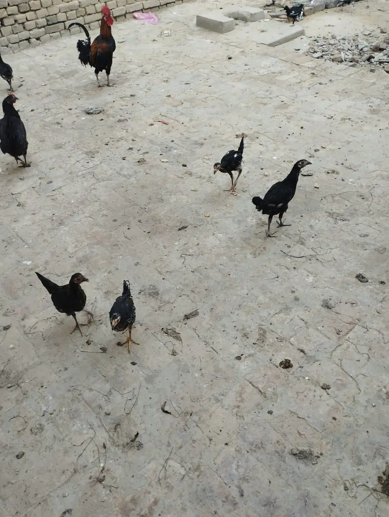 4 aseel murgiya 3 golden messri 1 murga 15 assel bachy for sale — photo 3