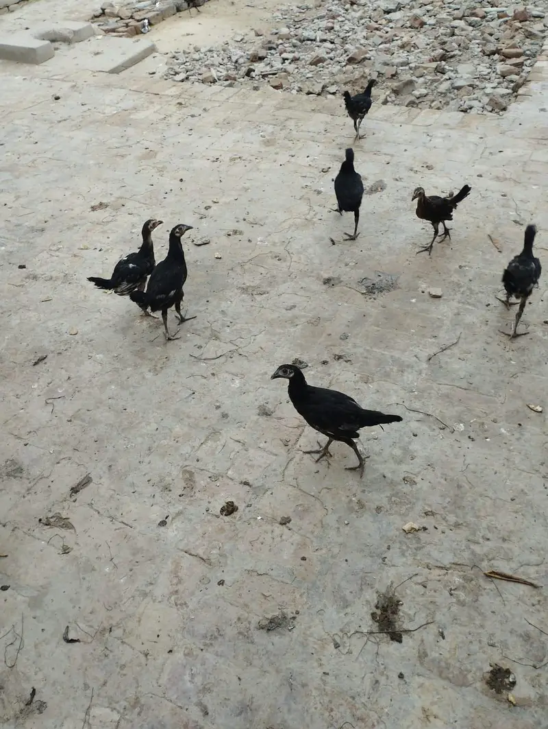 4 aseel murgiya 3 golden messri 1 murga 15 assel bachy for sale — photo 4