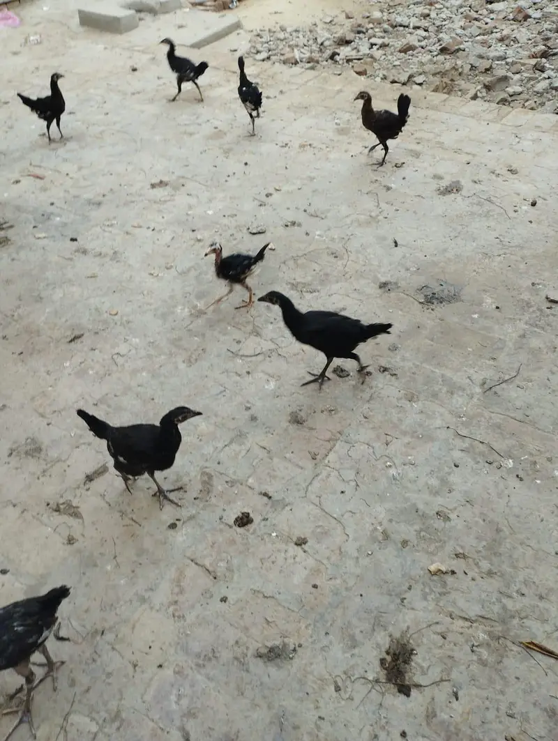 4 aseel murgiya 3 golden messri 1 murga 15 assel bachy for sale — photo 5