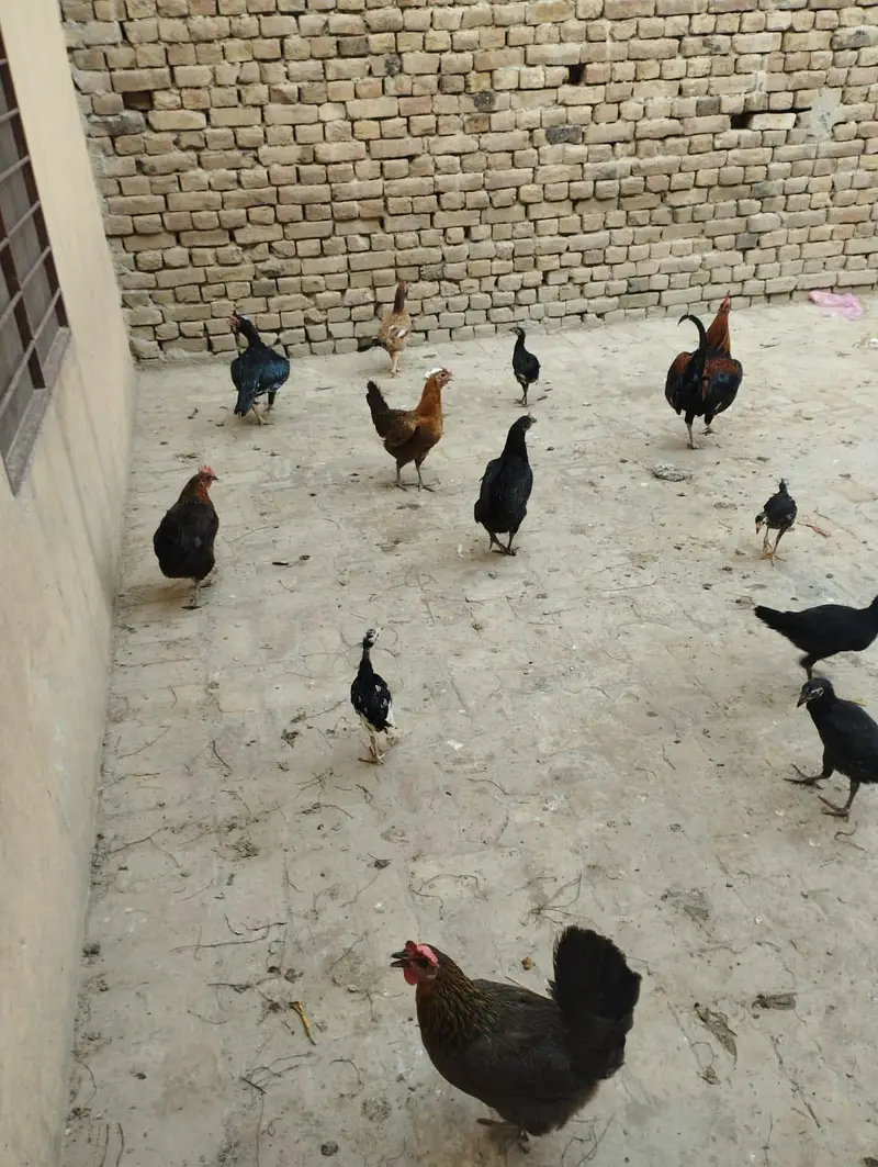 4 aseel murgiya 3 golden messri 1 murga 15 assel bachy for sale — photo 6