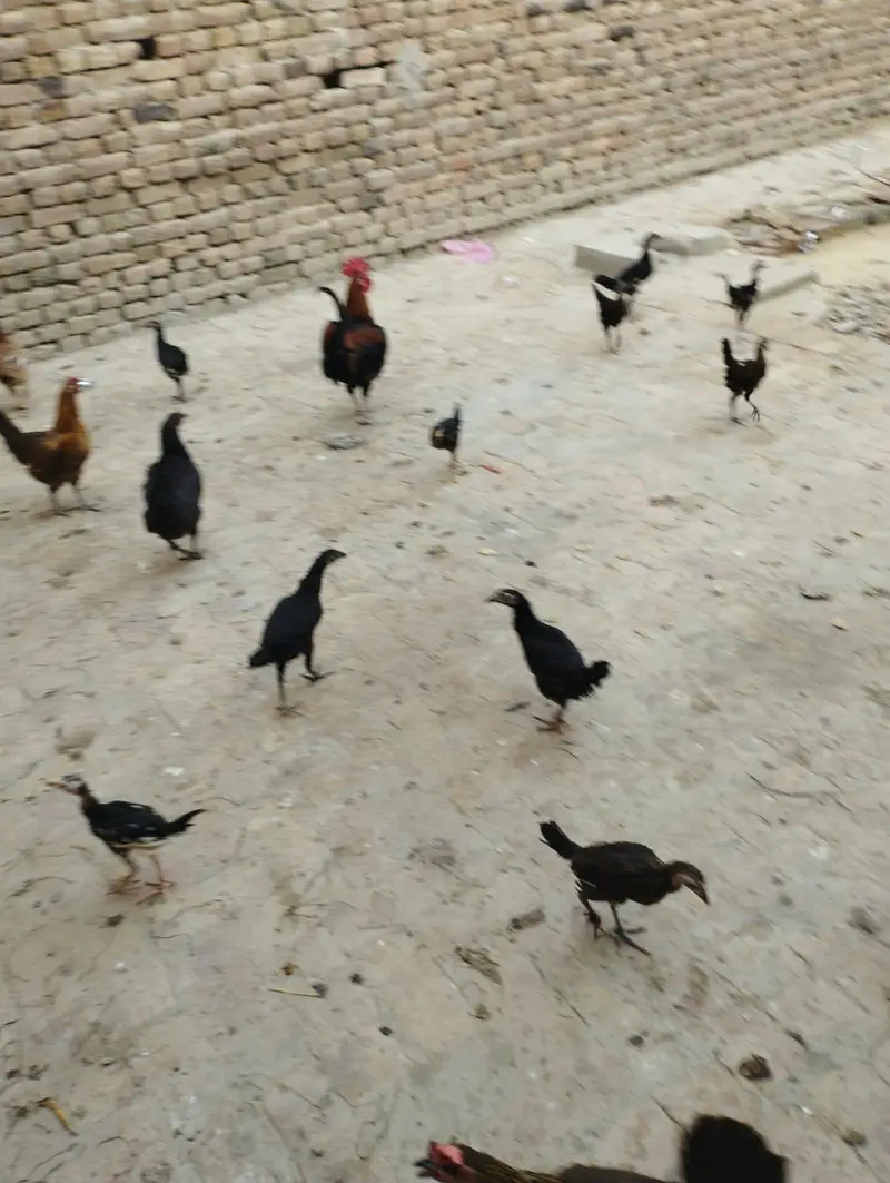 4 aseel murgiya 3 golden messri 1 murga 15 assel bachy for sale — photo 7