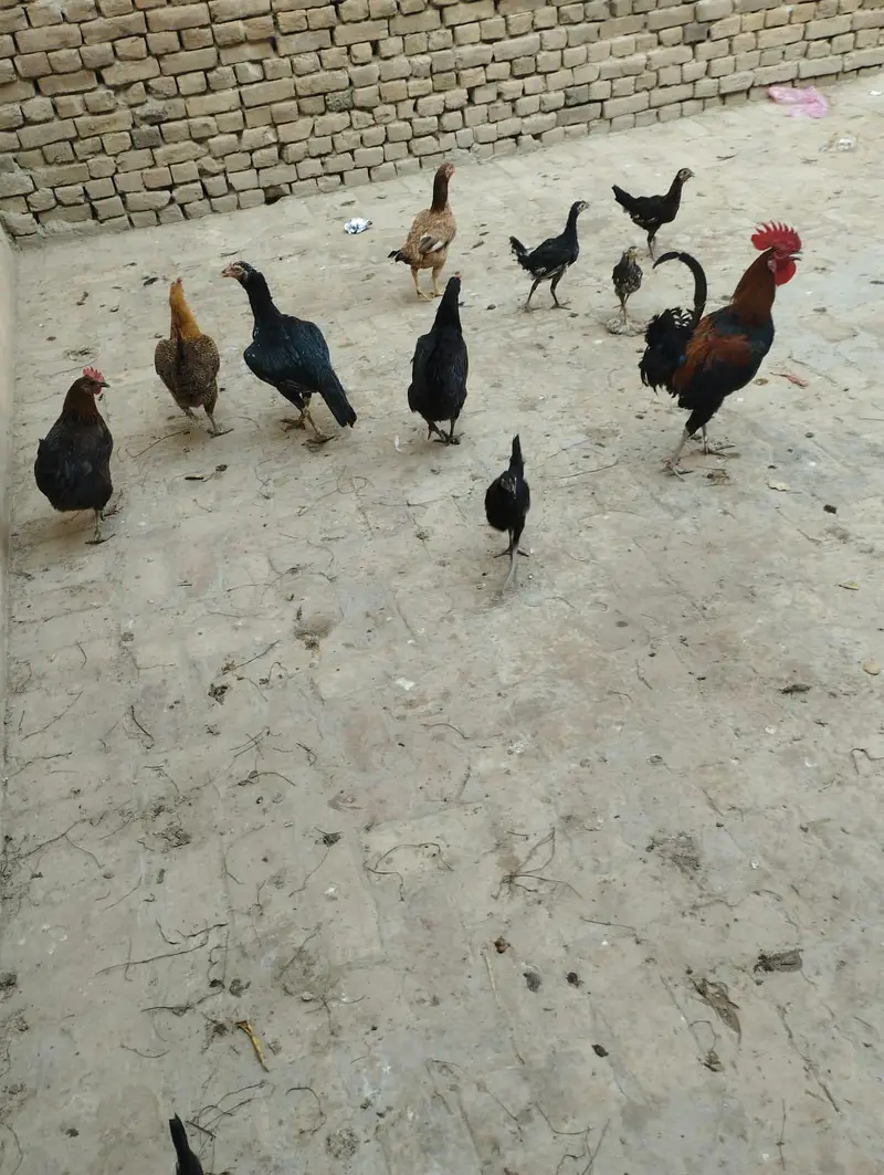 4 aseel murgiya 3 golden messri 1 murga 15 assel bachy for sale — photo 8