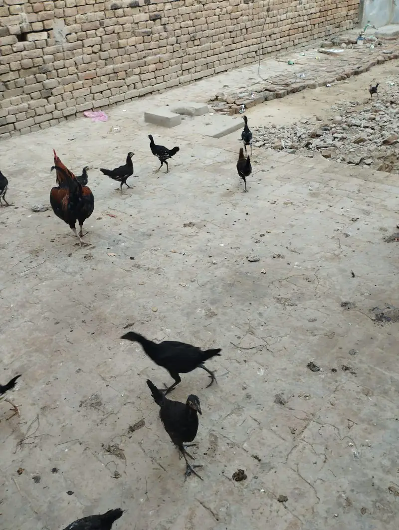 4 aseel murgiya 3 golden messri 1 murga 15 assel bachy for sale — photo 9