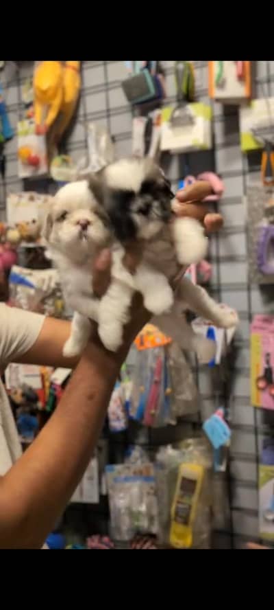Shihtzu pups available