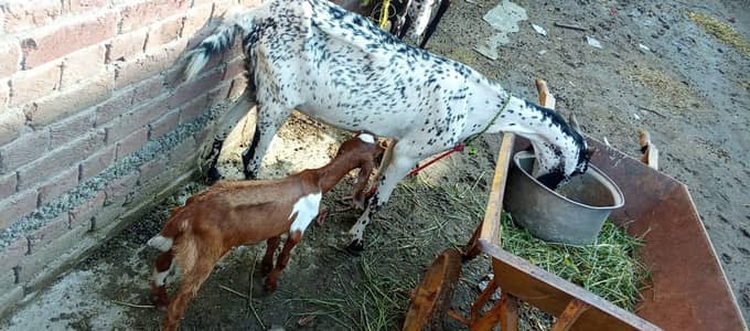 Goat for sale with 2 kisds