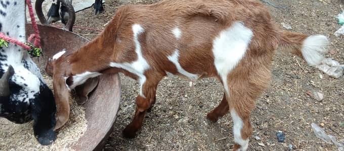 Goat for sale with 2 kisds