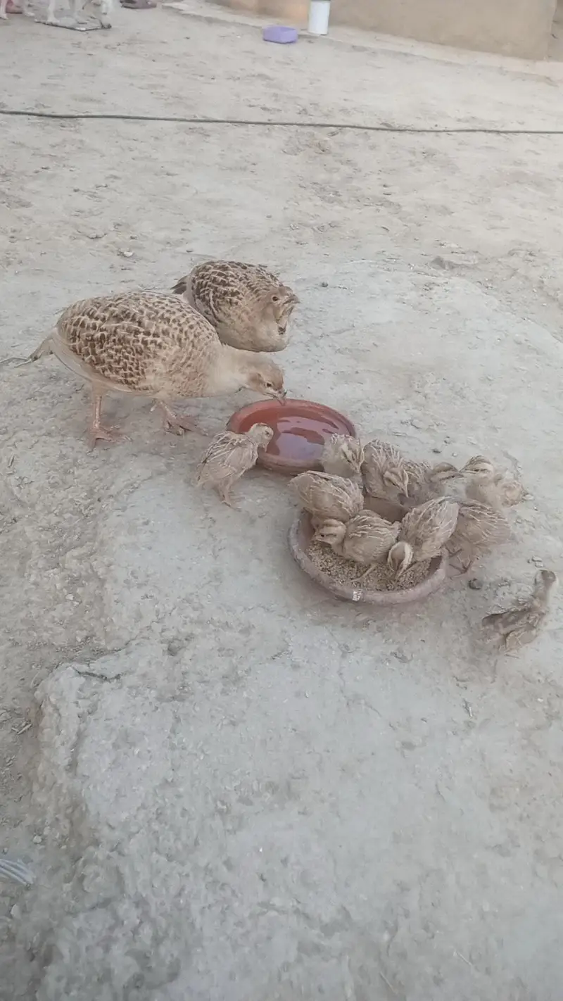 Irani teetar for sale pure big sized — photo 2