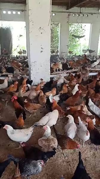 golden misri |desi hens | golden misri pathi |4 month | each price 840