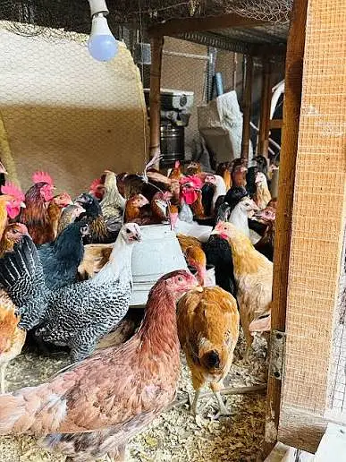 golden misri |desi hens | golden misri pathi |4 month | each price 840 — photo 2