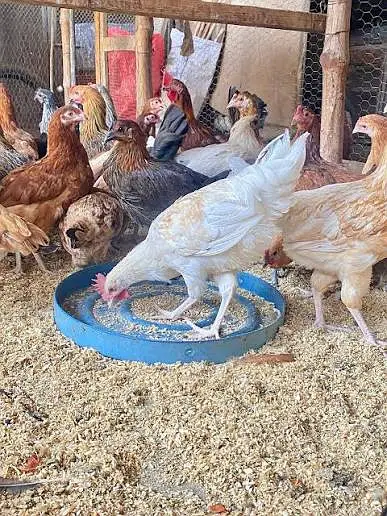 golden misri |desi hens | golden misri pathi |4 month | each price 840 — photo 3
