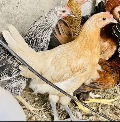 golden misri |desi hens | golden misri pathi |4 month | each price 840 — photo 4