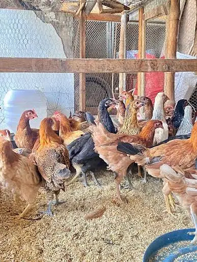golden misri |desi hens | golden misri pathi |4 month | each price 840 — photo 5