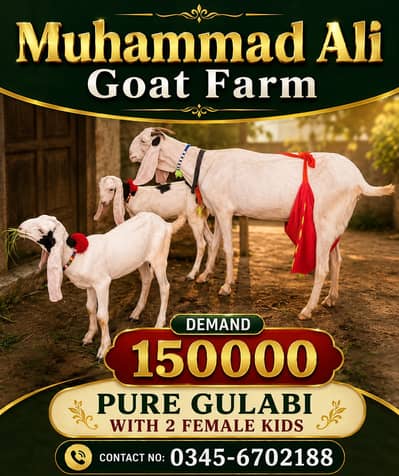 Goat for sale gulabi and makhi cheni