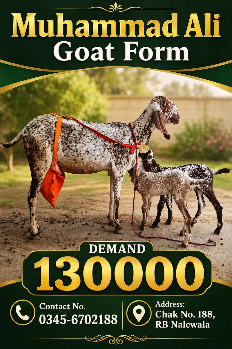 Goat for sale gulabi and makhi cheni — photo 2