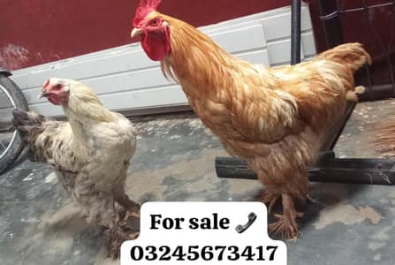 1 pair Brahma healthy and active Gujranwala RS: 8000