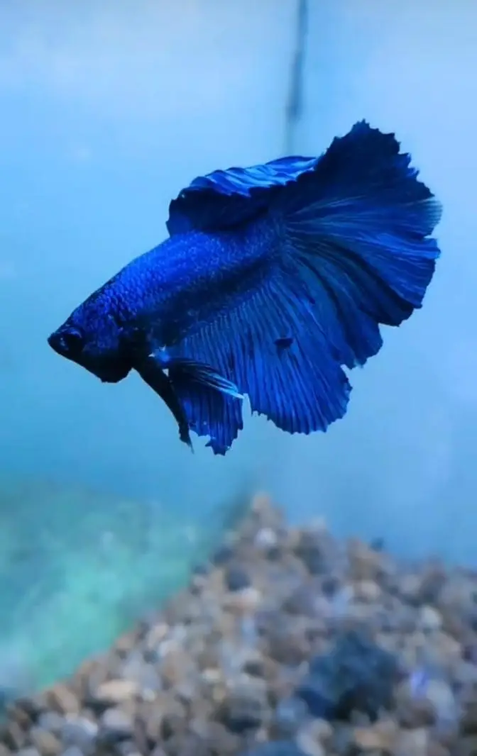 All fish aquarium Munseeb price 03268301979 — photo 4