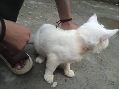 Cat male