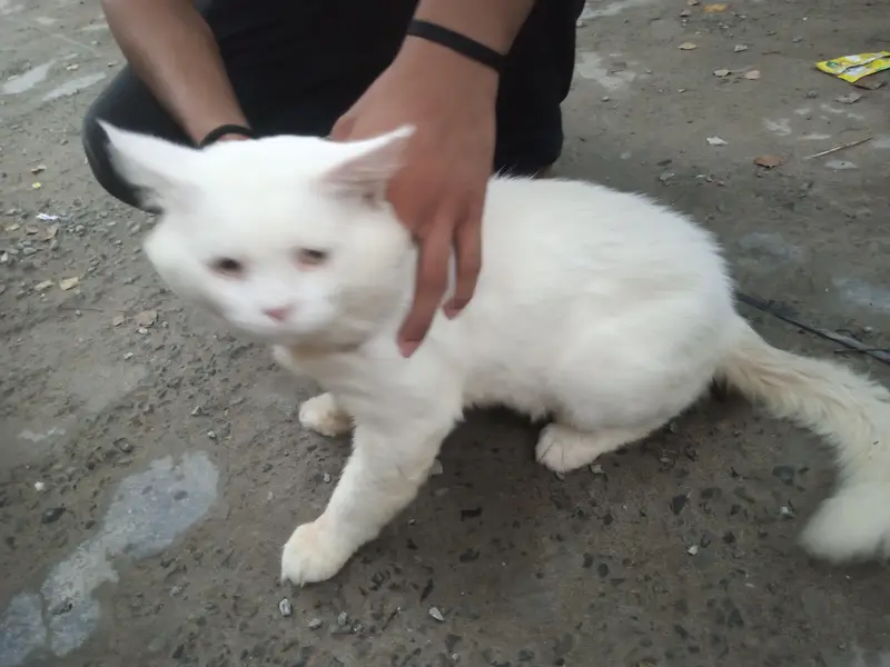 Cat male — photo 2