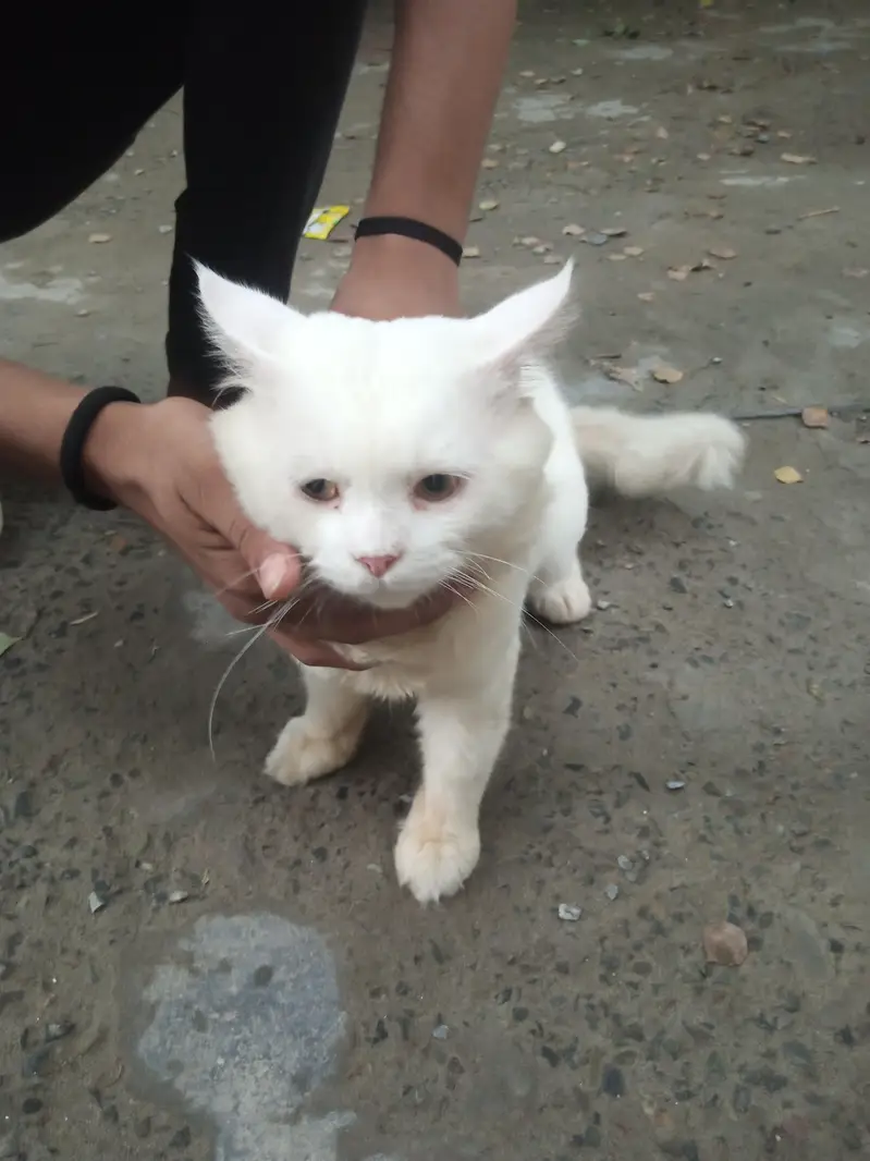 Cat male — photo 3