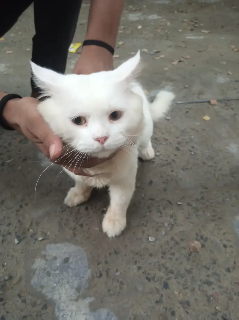 Cat male — photo 4