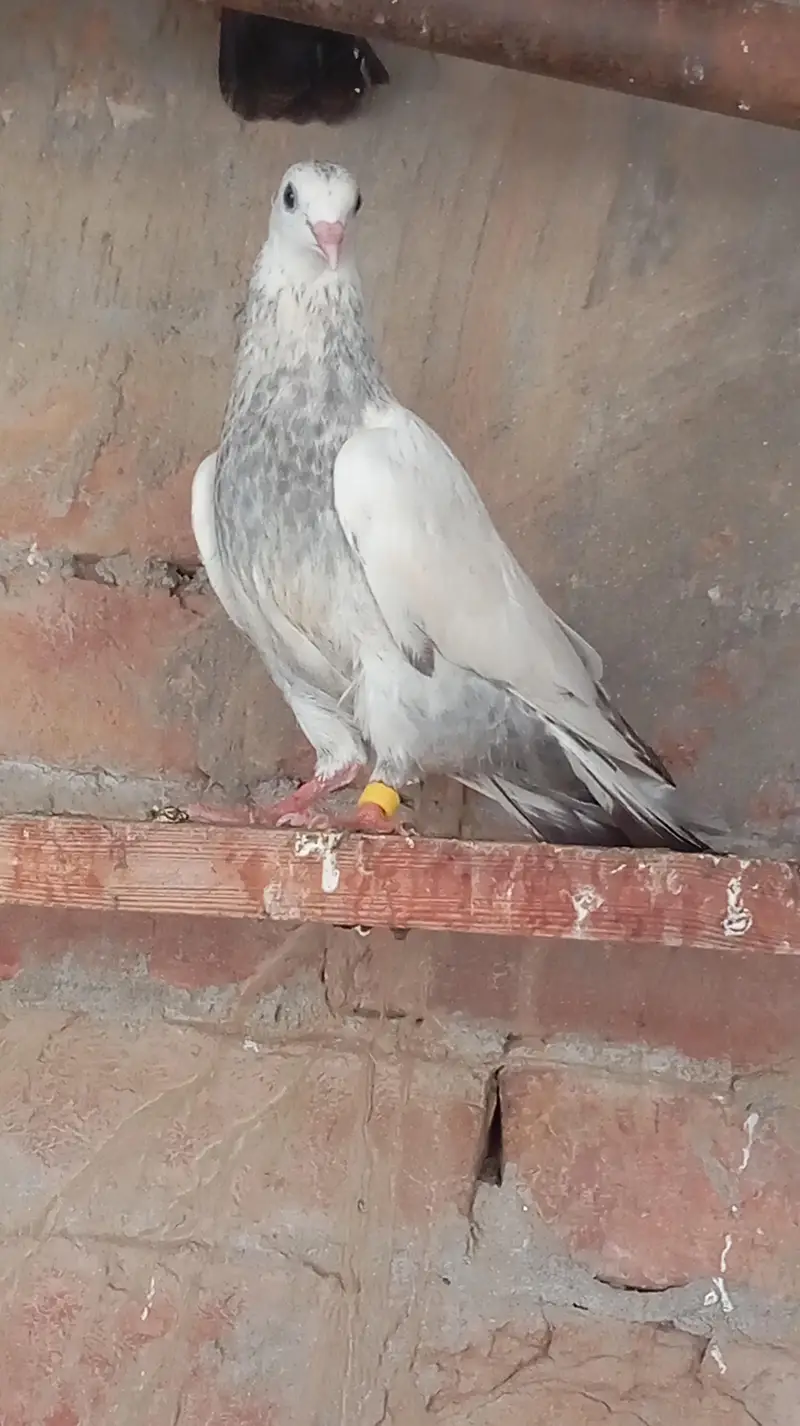 Aseel high quality qabootar — photo 2