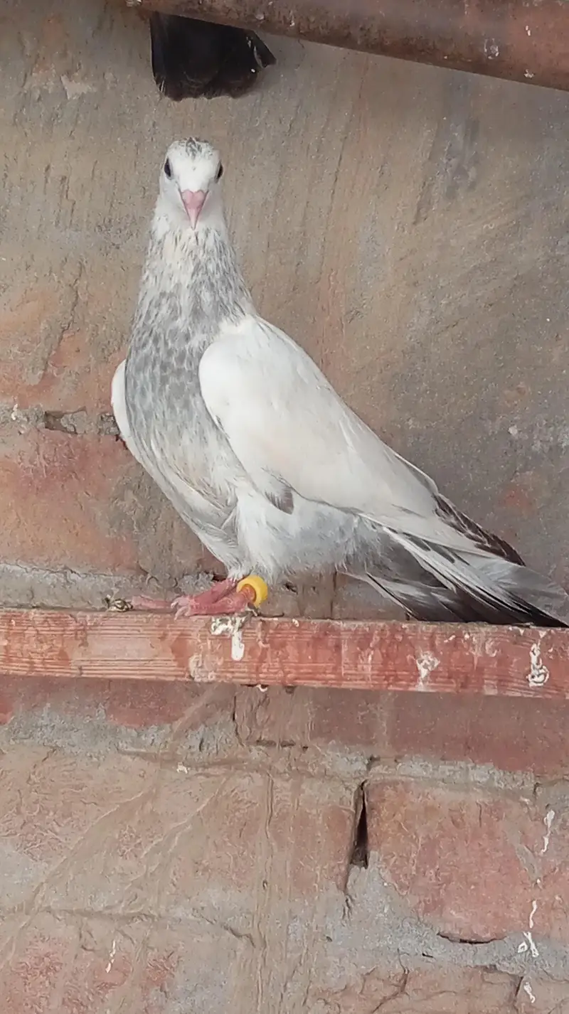 Aseel high quality qabootar — photo 3