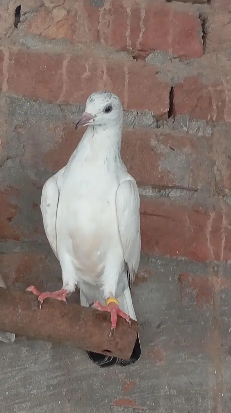 Aseel high quality qabootar — photo 4