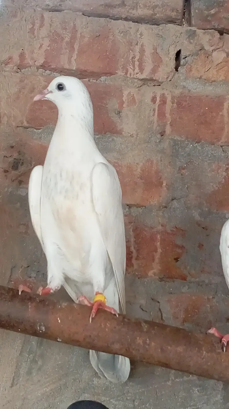 Aseel high quality qabootar — photo 5