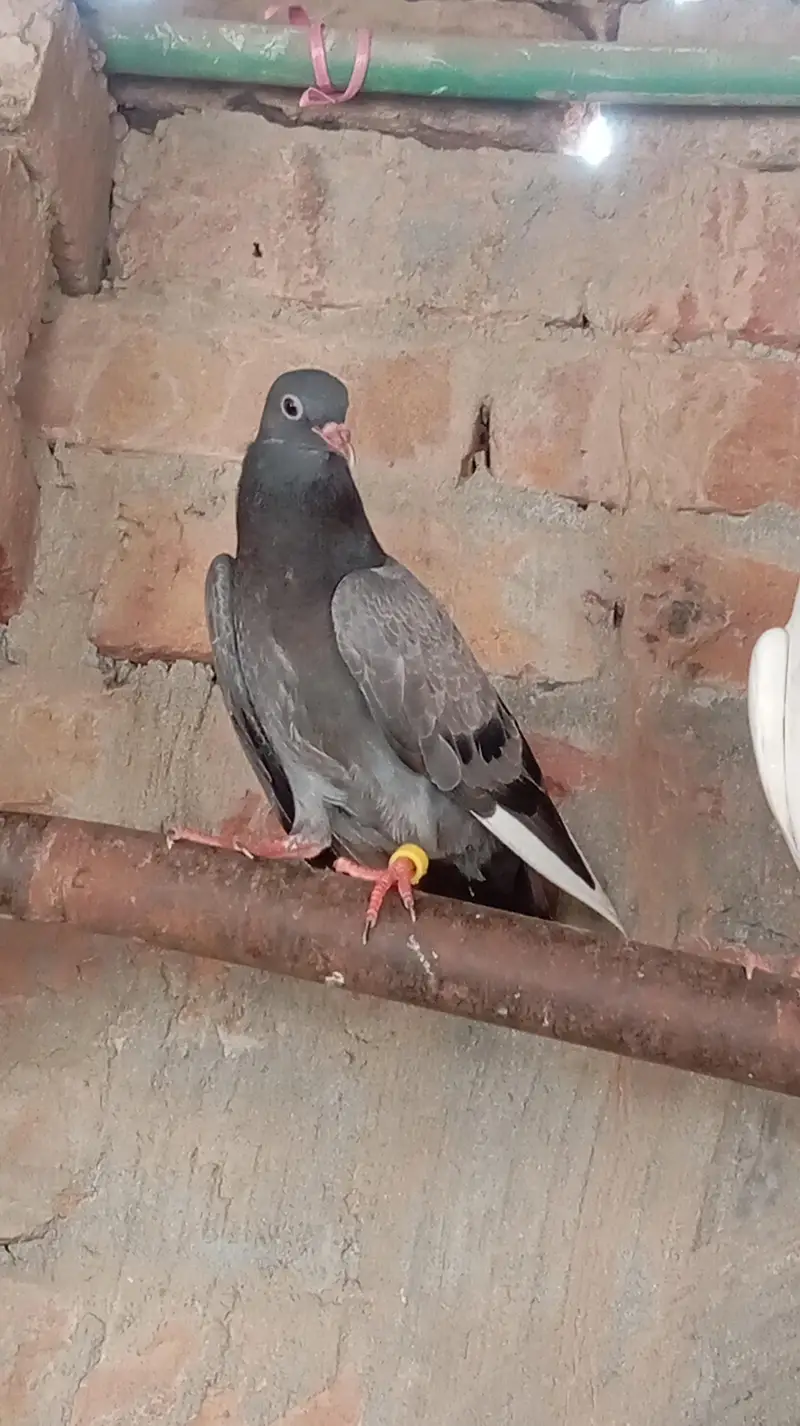 Aseel high quality qabootar — photo 7