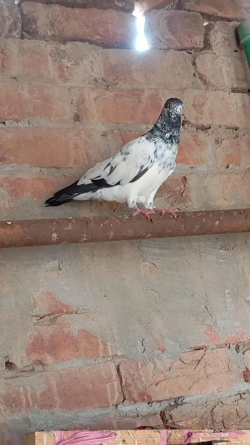 Aseel high quality qabootar — photo 10