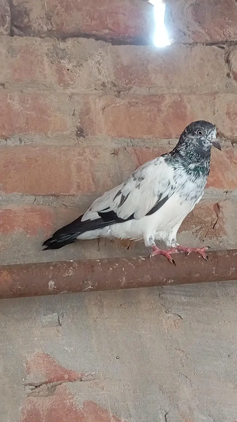 Aseel high quality qabootar — photo 11