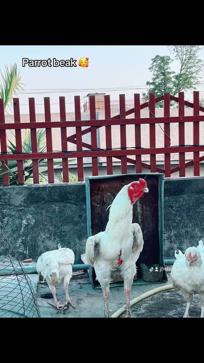 Parrot beak male for sale